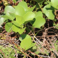 Ipomoea pes-caprae (L.) R.Br.